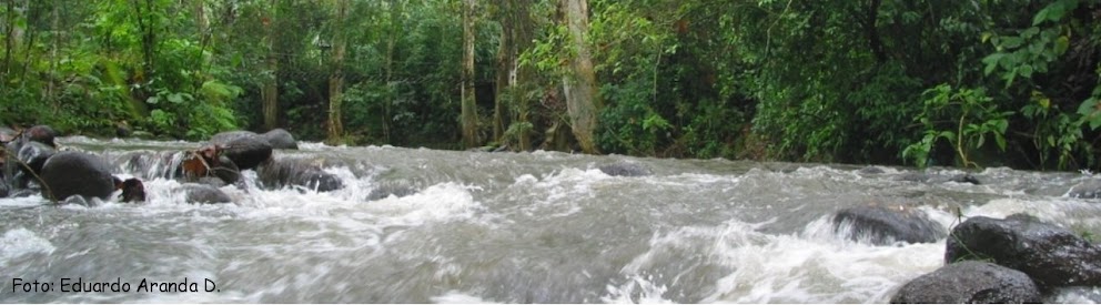 Río Pixquiac (del Nahuatl: Cosecha de Agua) al nivel del Puente de Seis de Enero