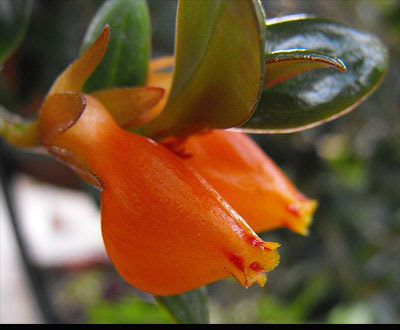 nematanthus gregarius goldfish plant. Nematanthus/ Nematanthus
