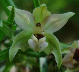 Breedbladige Wespenorchis