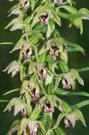 Wespenorchis