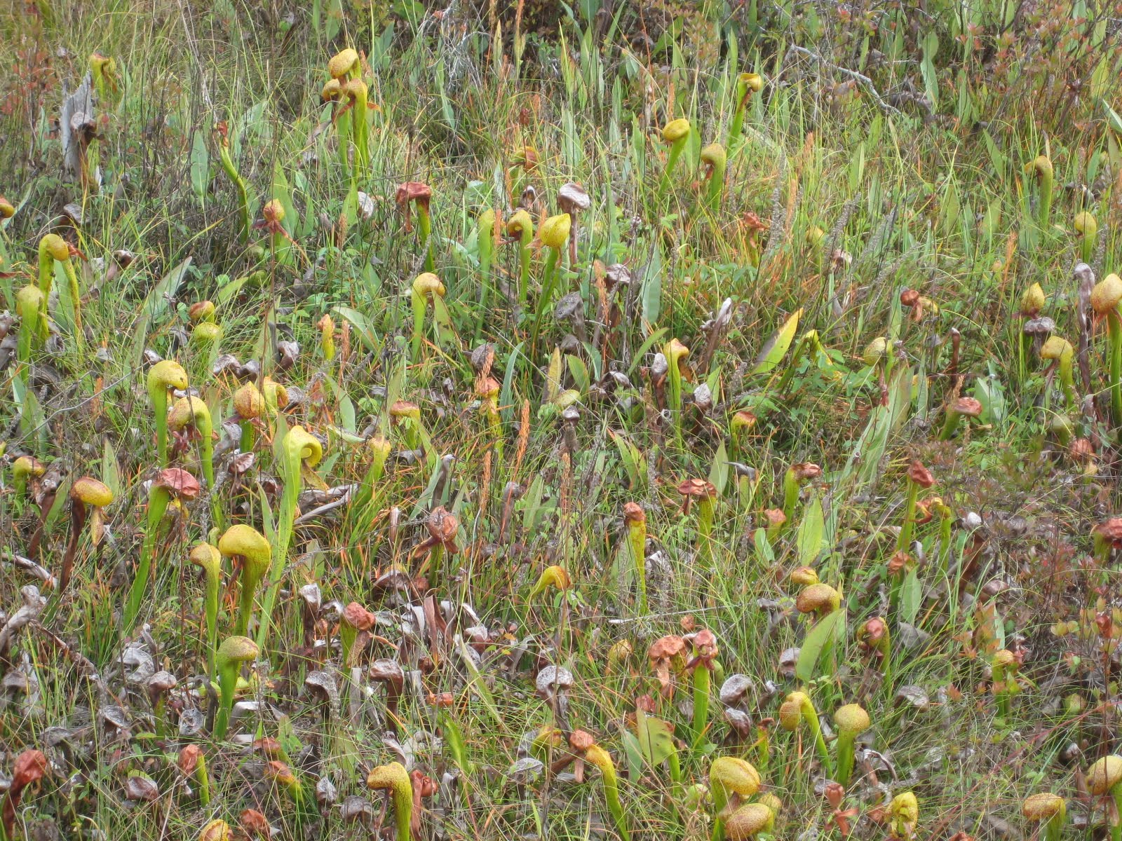 The Burnt Selena Project Wonderful World of Clutter Meat Eating Plants!