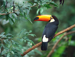 tucano