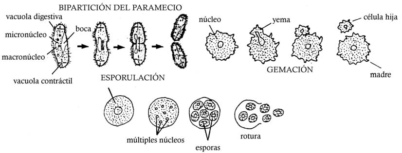 DIBUJO REPRODUCCION CELENTERADOS dibujo reproduccion celenterados: