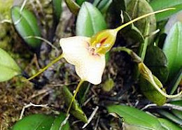 Invernaderos Orquideas Flores