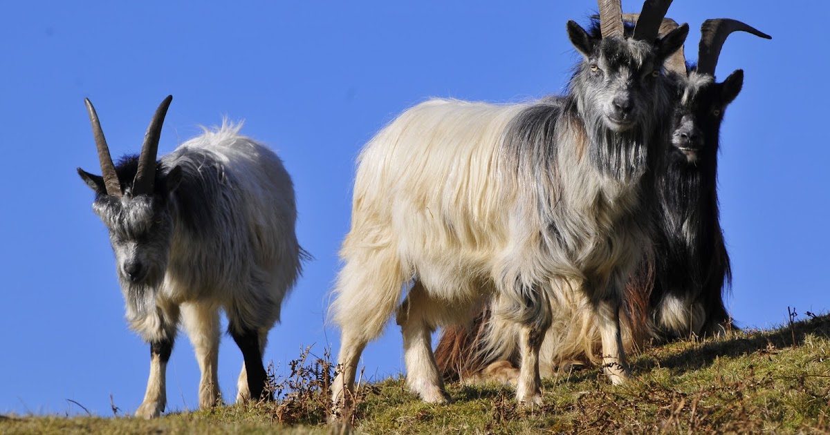 Holidays In Wales Wild Goats near Cwm Bychan, Snowdonia