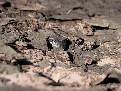 Pobblebonk frog, Limnodynastes dumerelii recovery after black saturday bushfire in humevale