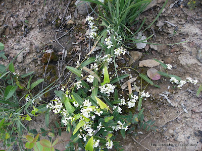  White Hardenbergia violacea Mt Disappointment regenerating after Black Saturday bushfires. White pea flowers