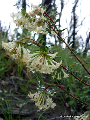 Pimelea recovery after fire. Flora recovery in Kinglake West following Black Saturday