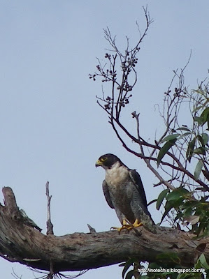 Bird recovery after wildfire. Kinglake West 2011