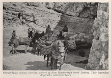 Donkey panniers Flamborough North Landing 1952