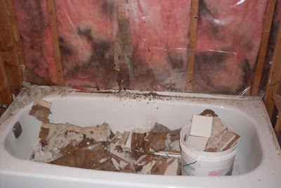bathtub walls hid a nest of black ants