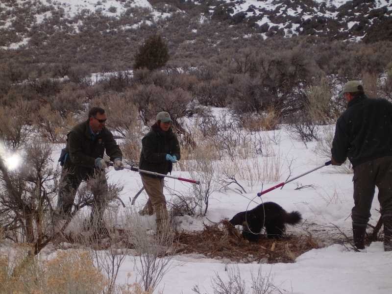 Idaho Nature Notes East Idaho Wolverine
