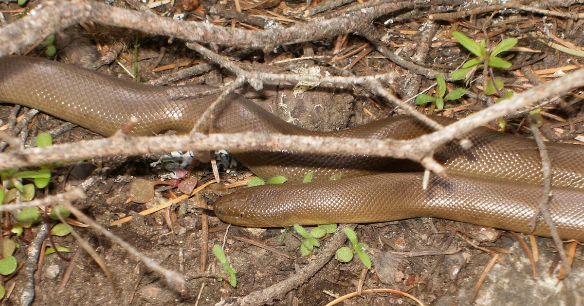 Idaho Nature Notes Rubber Boa