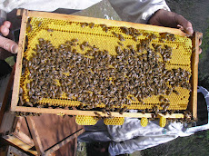 Abejas Cárnicas en Colliguay-Chile