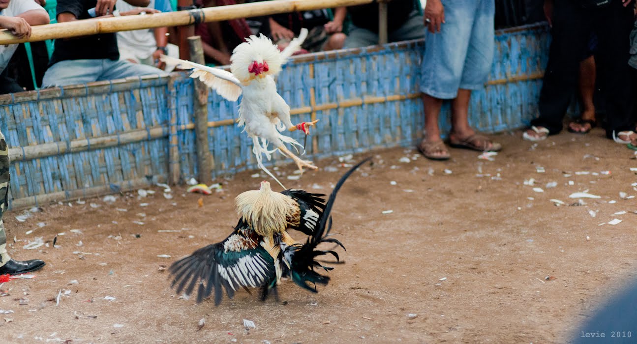 [Jeu] Images - Page 3 Chickens+Fight+4