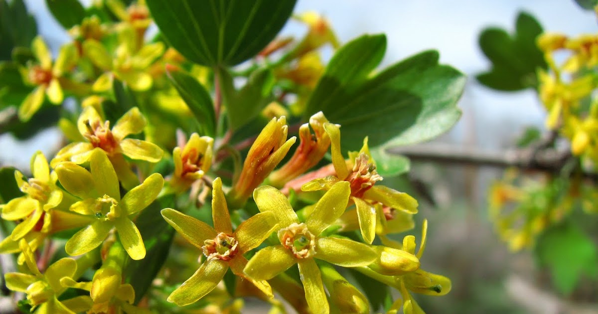 Permaculture Plants Currants Temperate Climate Permaculture