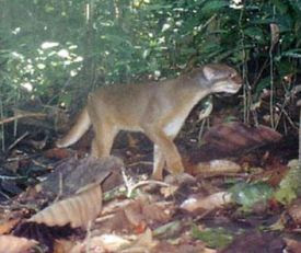 Bornean Bay Cat - An Endangered Species (above)