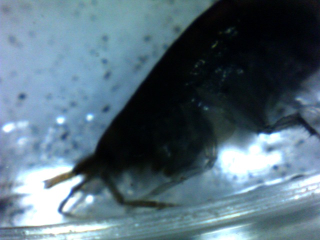 Zach's critter