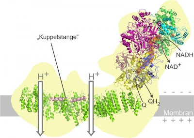 A Tese da Complexidade Irredutível Structural+model+of+mitochondrial+complex+I+-+Albert+Ludwigs+Universit%C3%A4t+Freiburg