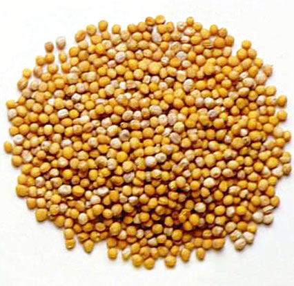mustard seed bible