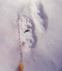 Fisher Tracks @ Flat Rock