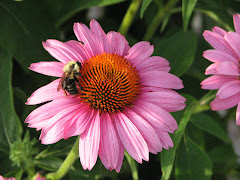 Bees and Blooms