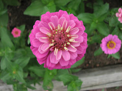 Zinnias 2009