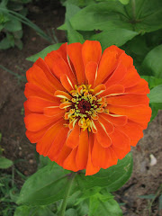 Zinnias 2009