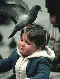 pigeon dump on kid head What we are doing to ours kids education