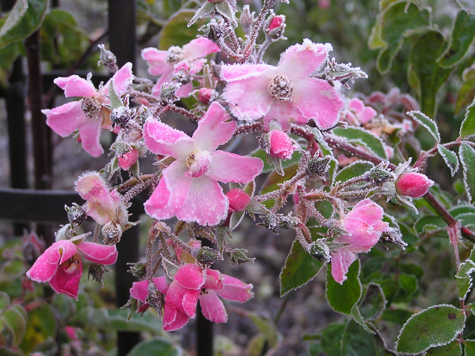 Moonstone Gardens Appreciating Winter