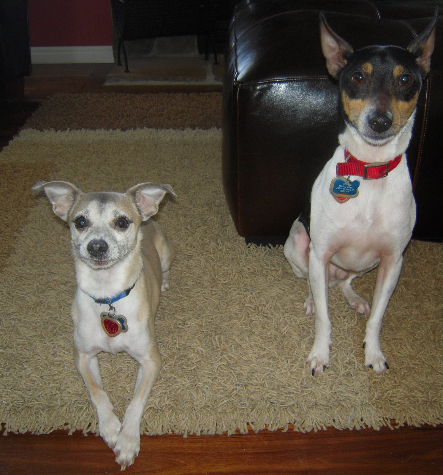 Italian+greyhound+chihuahua+mix