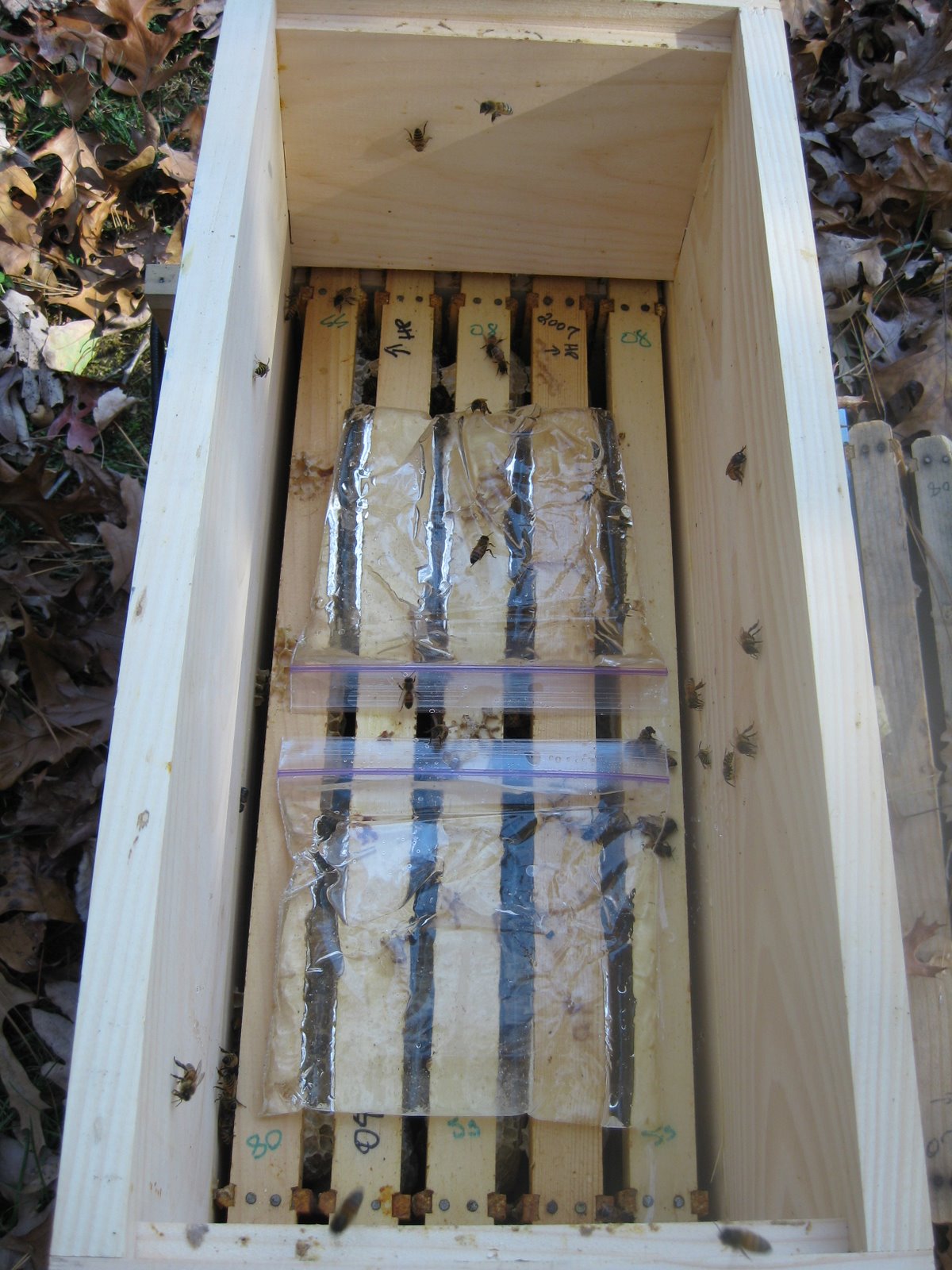 [bees+010.jpg]