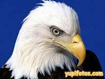agila real