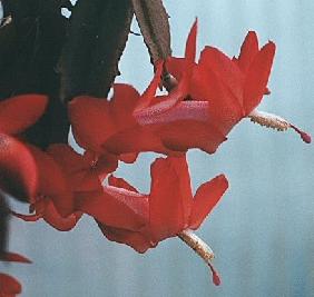 [flor_de_maio_2.JPG]