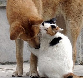 Cão e gato.Mas amigos!