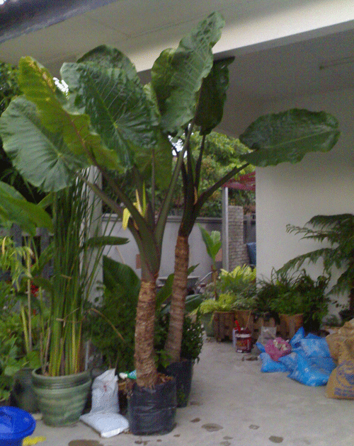 31 Ogos 2008 Fakta Nama Pokok Keladi Nama Saintifik Caladium Keluarga Araceae Jenis Keladi Hutan Minyak Gajah Putih Betawi Udang Keladi Gajah Ini Adalah Pokok Keladi Gajah Pangilan Orang Kampung Namanya Yang Sebenar