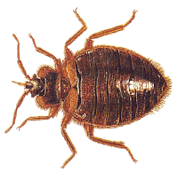 Cottage Country Pest Control solves your bed bug problems