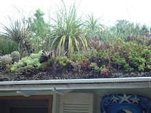 Green Roof, Non-Irrigated, Extensive