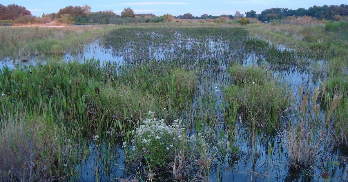 Florida Green & Sustainable BMPs Wetland and BioSwale Creation in