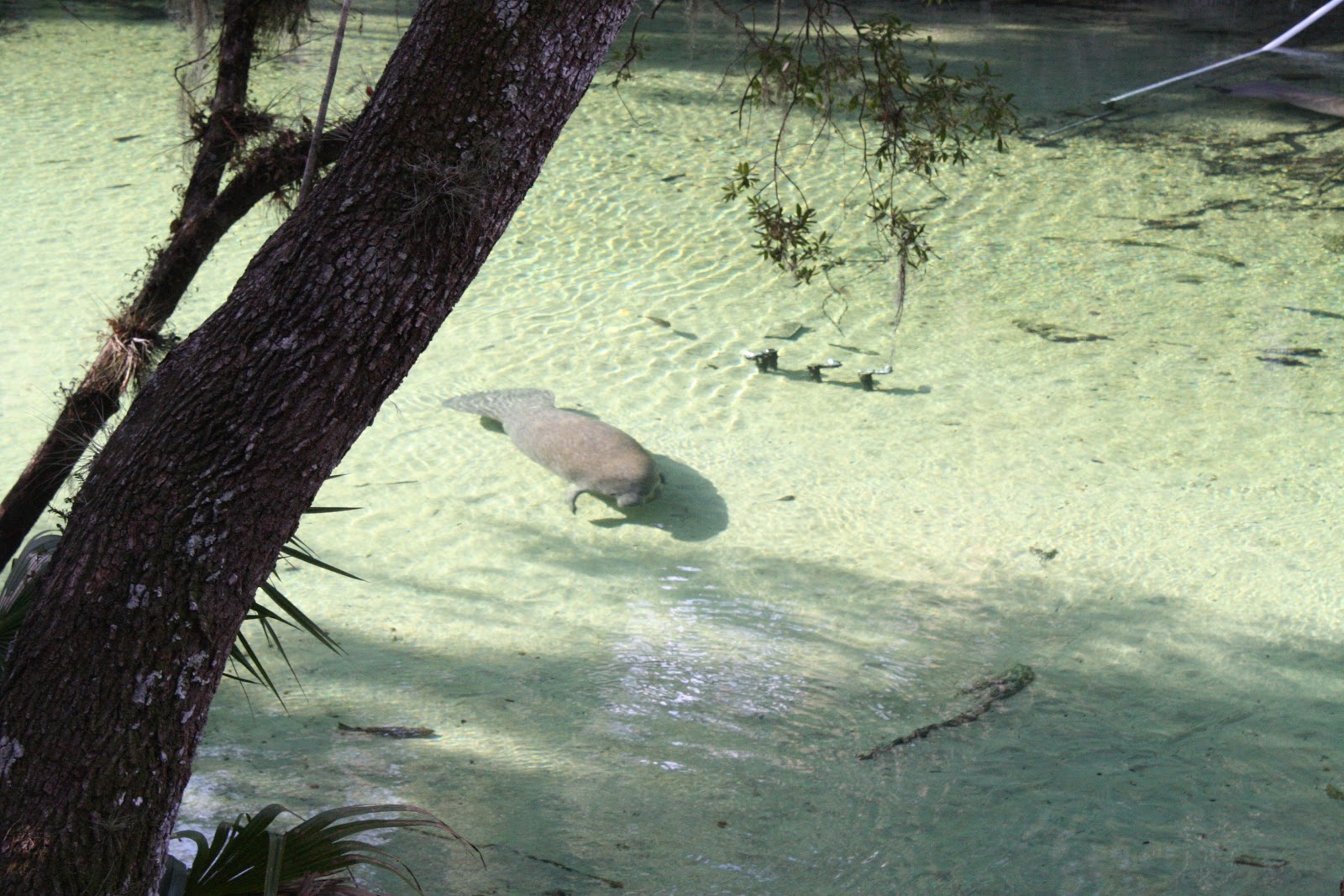 Kevin Songer: Manatees Gather at Blue Springs, Green Roofs Can Help