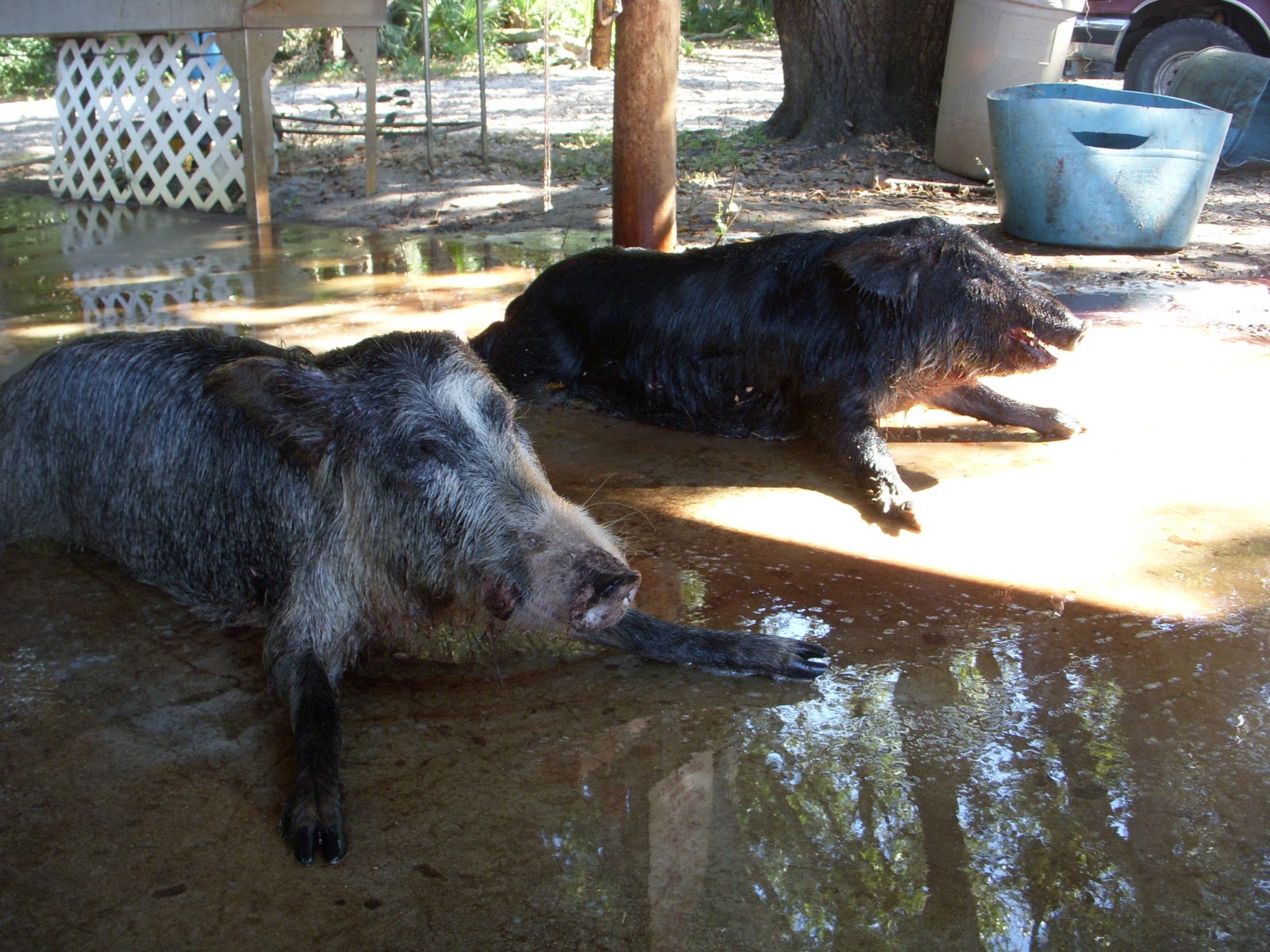 Krack Boy Outdoors Florida Boar Hunt
