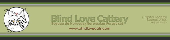 Blind Love Cats