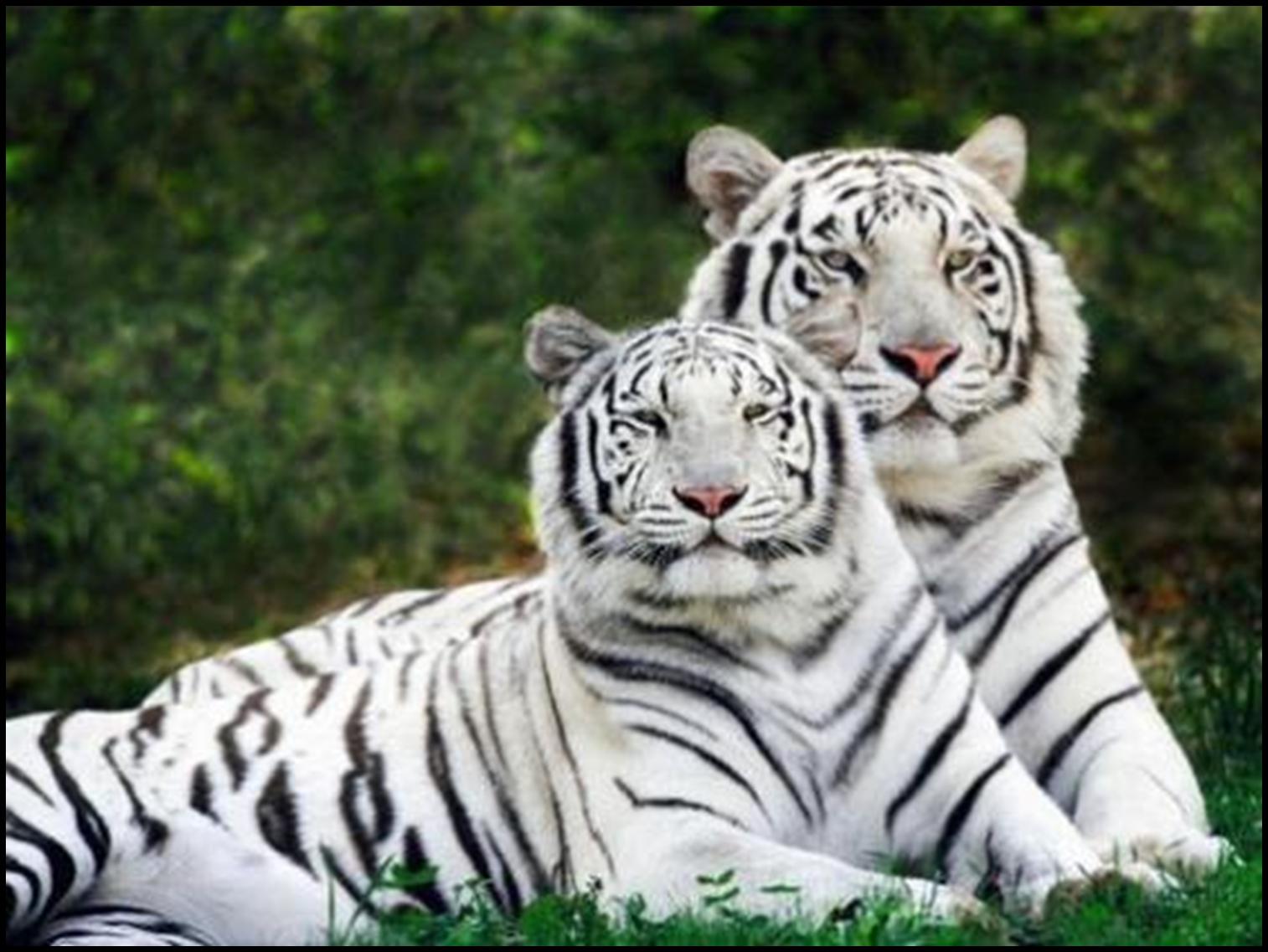 [tigres+asiáticos1.jpg]