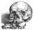 [skull.jpg]