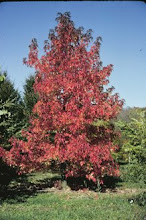 liquidambar stiracifolia