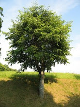 celtis australis