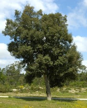 quercus suber