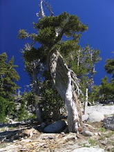 pinus california