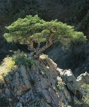 juniperus semiglobosa