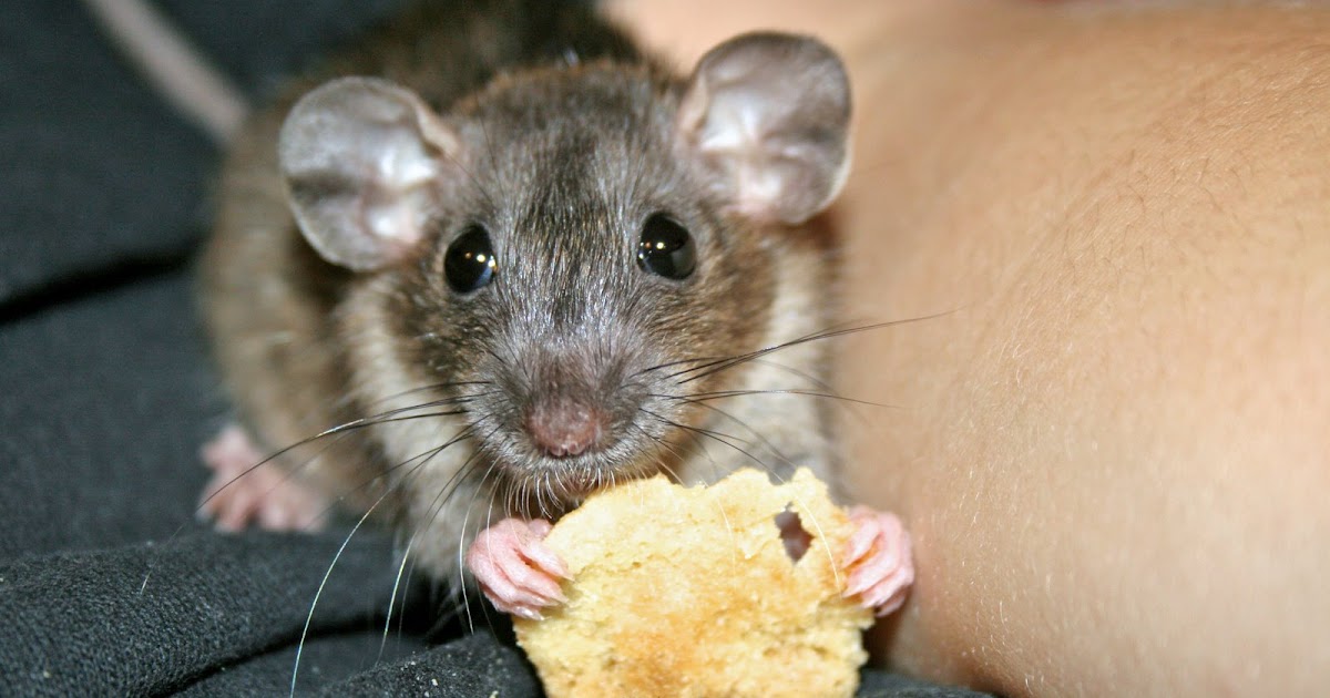 Pet Rats The Rat's Musical Ear